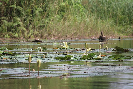 Flora of the Togodo complex Photograph: User:Theophile-kk