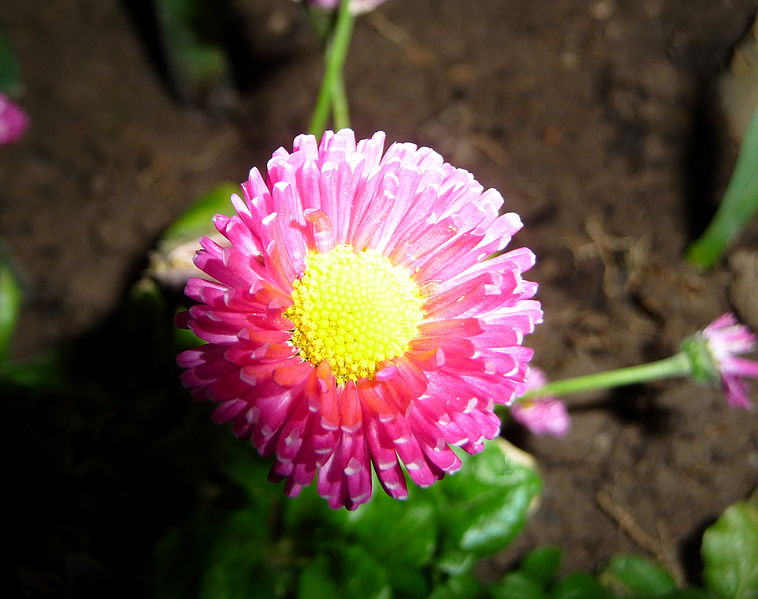 File:Flower, Fryšták (3).jpg