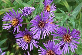 New England aster