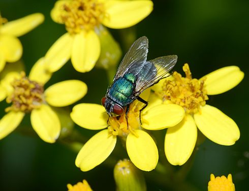 A female Chrysomya albiceps feeding on a flower