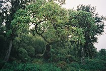 Forêt équatoriale du mont Kenya (Kenya)