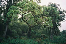 La forêt humide sur le mont Kenya est très dense.