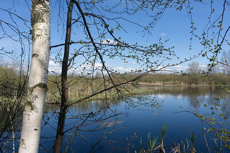 File:Forest near Olgino 2020-05-08-3.jpg