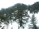 Forest of The cedars of God.jpg