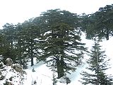 Forest of The Cedars of God.jpg