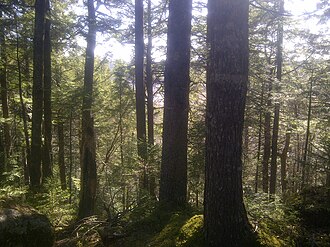 Large hemlock trees growing on the Eastern Shore Granite Ridge Forests of the Eastern Shore Granite Ridge.jpg