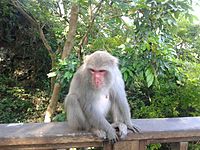 在高雄壽山的台灣獼猴