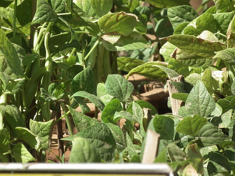 File:French bean plant from lalbagh 2335.JPG