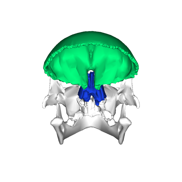 File:Frontal bone superior3.png