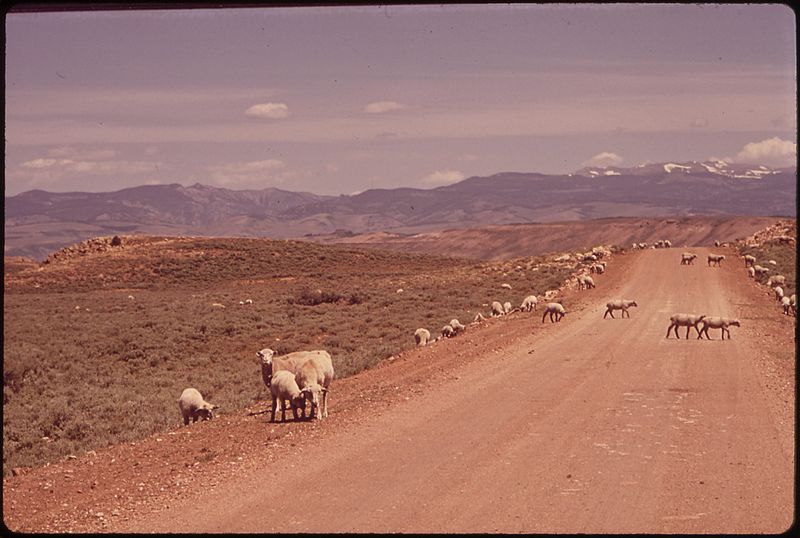 File:GRAZING SHEEP, NEAR BLUE MESA RESERVOIR - NARA - 544933.jpg