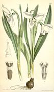 Galanthus elwesii Hooker 1875.jpg