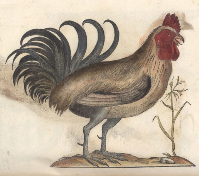 File:Gallus turcicus.jpg