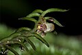 Gastrochilus kadooriei