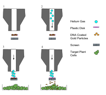 A gene gun is used for delivery of exogenous DNA to cells. This method is known as 'biolistics'. Gene guns can be used effectively on most cells but are mainly used on plant cells.
The gene gun apparatus is ready to fire.
Helium fills the chamber and pressure builds against the rupture disk.
The pressure eventually reaches the point where the rupture disk breaks, and the resulting burst of helium propels the DNA/gold-coated macrocarrier ('Plastic Disk') into the stopping screen.
When the macrocarrier hits the stopping screen, the DNA-coated gold particles are propelled through the screen and into the target cells. Gene Gun.svg