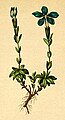 Gentiana brachyphylla in: Anton Hartinger: Atlas der Alpenflora (1882)