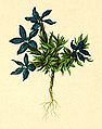 Gentiana pumila