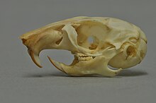 Skull of a greater Egyptian gerbil Gerbillus pyramidum MWNH 1370.jpg