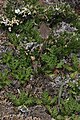 Geum triflorum