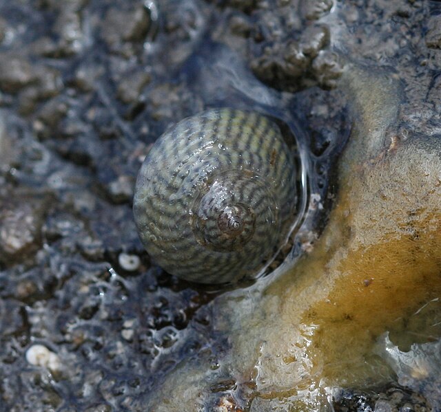 File:Gibbula cineraria (Grey top shell) - Flickr - S. Rae (2).jpg