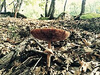 Gilled mushroom on an autumn morning (Unsplash).jpg