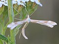 Gillmeria pallidactyla (Haworth, 1811)