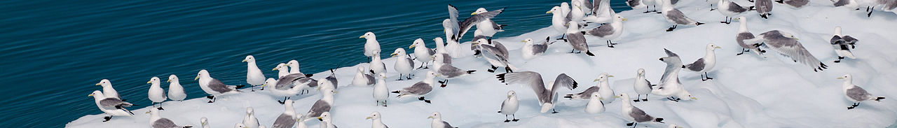 Glacier bay banner.jpg