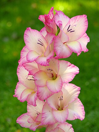 <span class="mw-page-title-main">Gladiolus 'Priscilla'</span> Flowering plant cultivar