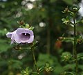 Gloxinia perennis