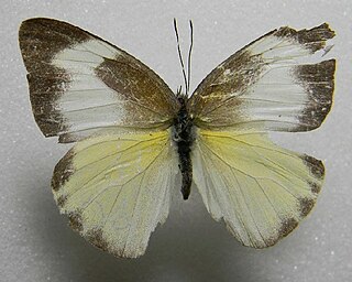 <i>Appias drusilla</i> Species of butterfly