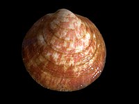 L'amande de mer (Glycymeris glycymeris) peut aussi recevoir le nom de pétoncle.