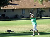 Golfing in Sun City