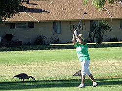 Golfing in Sun City AZ, USA.jpg