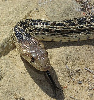 List Of Snakes Of South Dakota Wikipedia