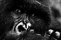 Gorilla-look.jpg