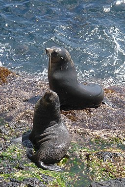 Subantarctic fur seals at Gough and Inaccessible Islands Gough and Inaccessible Islands-113061.jpg