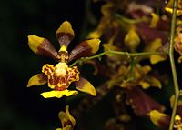 Grandiphyllum auricula