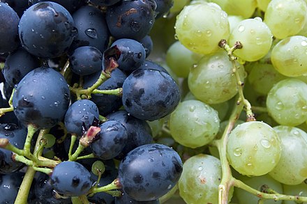 "White" (light green) and "black" (dark blue) table grapes