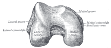 Articular surfaces of femur Gray246.png