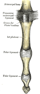 Fingerlederna med ligamenter. 
 Voler vy.