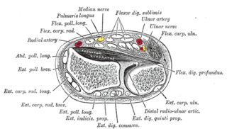 <span class="mw-page-title-main">Flexor digitorum superficialis muscle</span> Forearm muscle that flexes the fingers