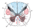 รูปผ่าของ medulla oblongata โดยผ่าผ่านส่วนล่างของ decussation of the pyramids