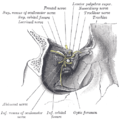 Dissection montrant les muscles droit de l'œil et les nerfs entrant par la fente sphénoïdale.