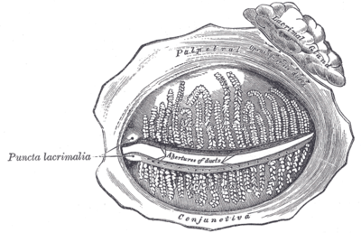 Lacrimal punctum