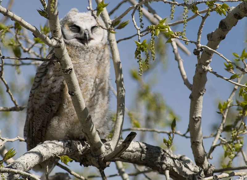 File:Great Horned Owl (4819455826).jpg