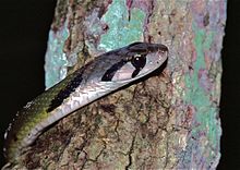 Зеленый киллоспин (Rhabdophis nigrocinctus) (7808165436) .jpg