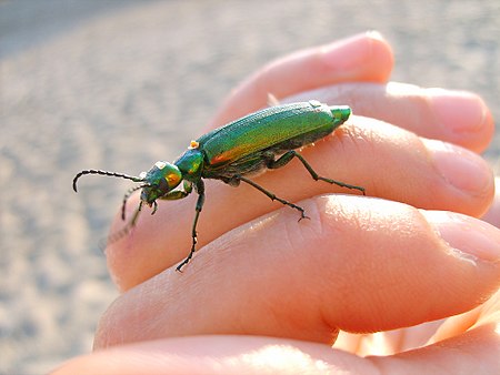 Tập_tin:Green_insect_on_hand.jpg
