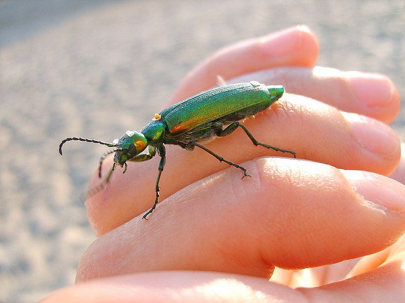 File:Green insect on hand.jpg
