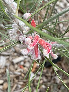 Grevillea pityophylla 01.jpg