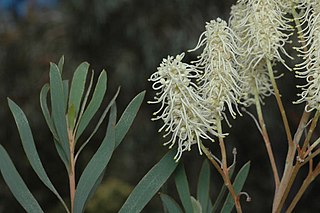 <i>Grevillea polybotrya</i> Species of shrub in the family Proteaceae endemic to Western Australia