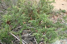 Low spreading habit of a form growing in Kanangra-Boyd National Park GrevjunMorongCk1.JPG